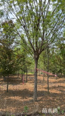 15公分秋紫白蜡