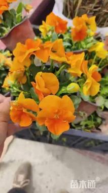 高度15厘米三色堇