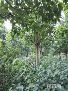 16公分楸树