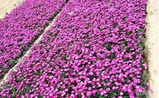 高度20厘米荷兰菊