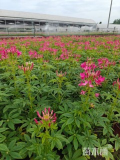 高度45厘米醉蝶花