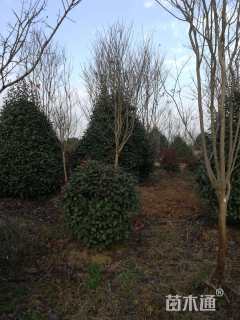 15公分红叶石楠