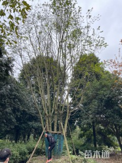 15公分(5杆)丛生朴树