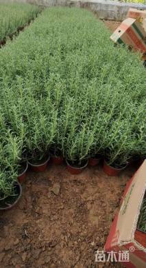 高度25厘米迷迭香
