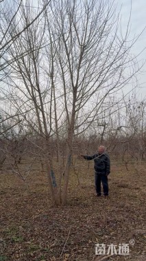 高度750厘米丛生五角枫