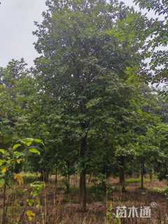 20公分黄花风铃木