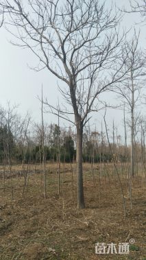 18公分楸树
