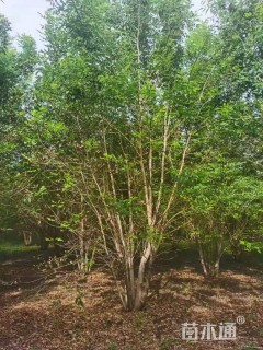 高度900厘米丛生白蜡