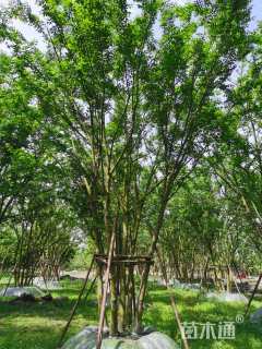 50公分丛生朴树