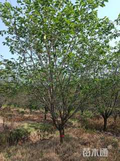 25公分染井吉野樱