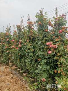 高度100厘米月季