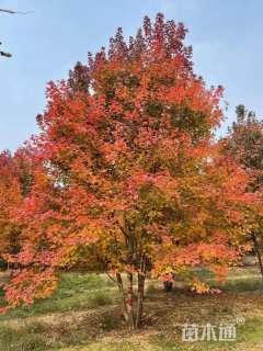 高度750厘米丛生美国红枫