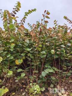 高度280厘米紫荆