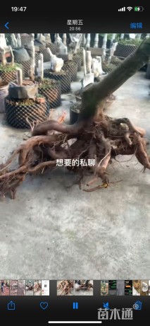 高度100厘米金弹子