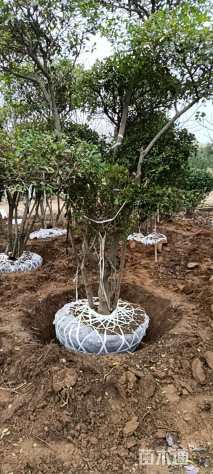 20公分造型女贞