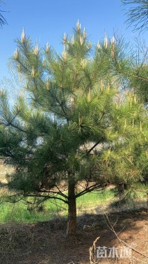高度500厘米油松