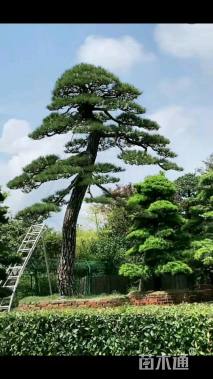 20公分造型黑松