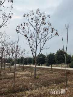20公分栾树