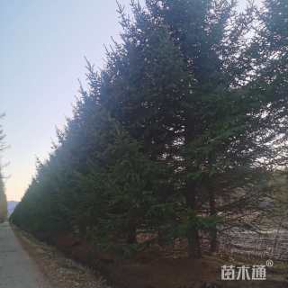 高度1000厘米青扦云杉