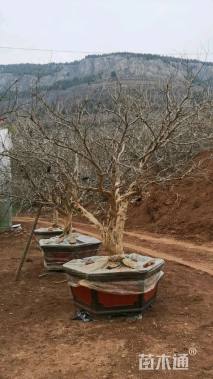 高度400厘米石榴