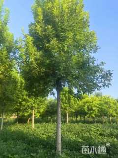 17公分金叶白蜡