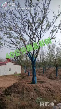 20公分朴树
