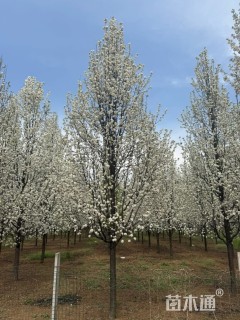 15公分彩叶豆梨