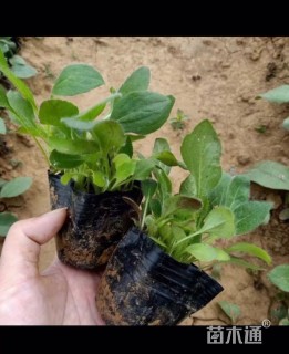 高度17厘米黑心菊