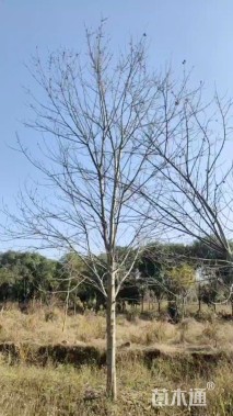 18公分美国红枫