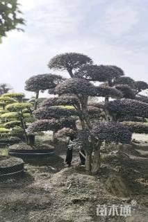 15公分造型红花继木桩