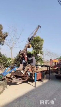 高度300厘米中华石楠