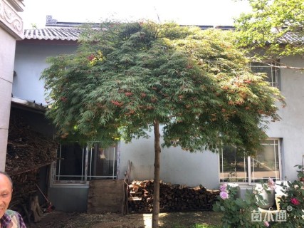 12公分日本红枫