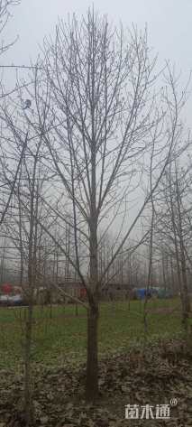 12公分二乔玉兰