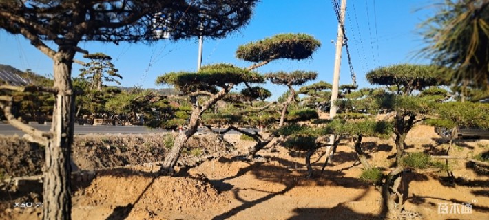 高度200厘米黑松