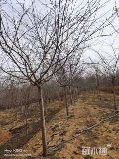 10公分染井吉野樱