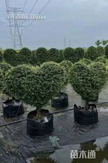 4公分造型川滇蜡树