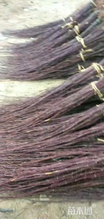 高度100厘米红枫小苗