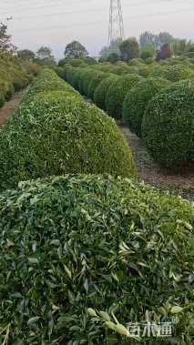 冠幅2500厘米大叶黄杨球