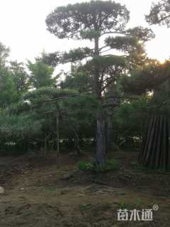 20公分造型油松