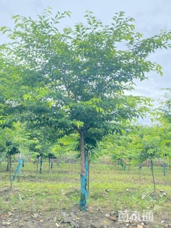 8公分江户彼岸樱