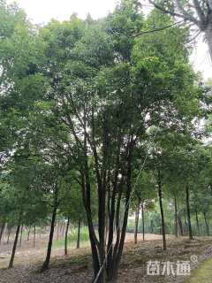 30公分丛生香樟