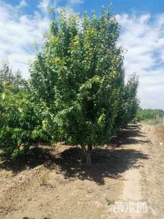 14公分八棱海棠