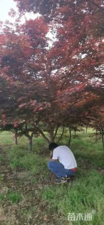 12公分日本红枫