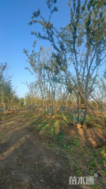 70公分(5杆)丛生朴树