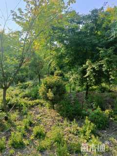 高度120厘米金边黄杨