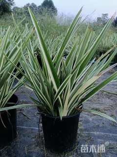 高度40厘米山管兰