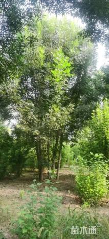 50公分秋紫白蜡