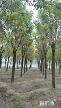 15公分嫁接香花槐