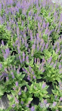 高度20厘米鼠尾草
