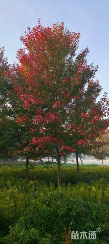 10公分美国红枫